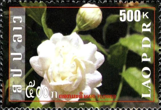 Lao Flowers - Mari Flower