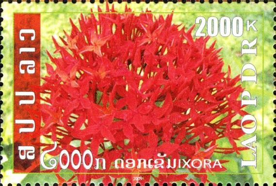 Lao Flowers - Mari Flower