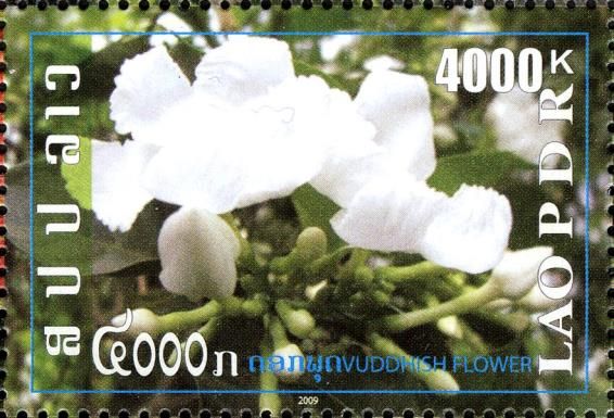 Lao Flowers - Mari Flower