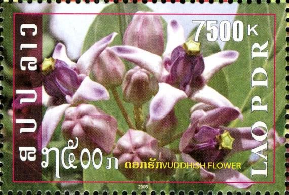 Lao Flowers - Mari Flower