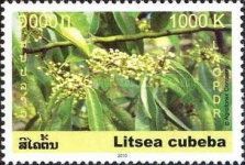 Litsea cubeba (May chang)