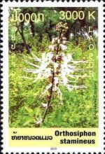 Orthosiphon stamineus