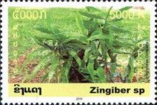 Zingiber sp. (Ginger)