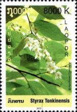 Styrax tonkinensis