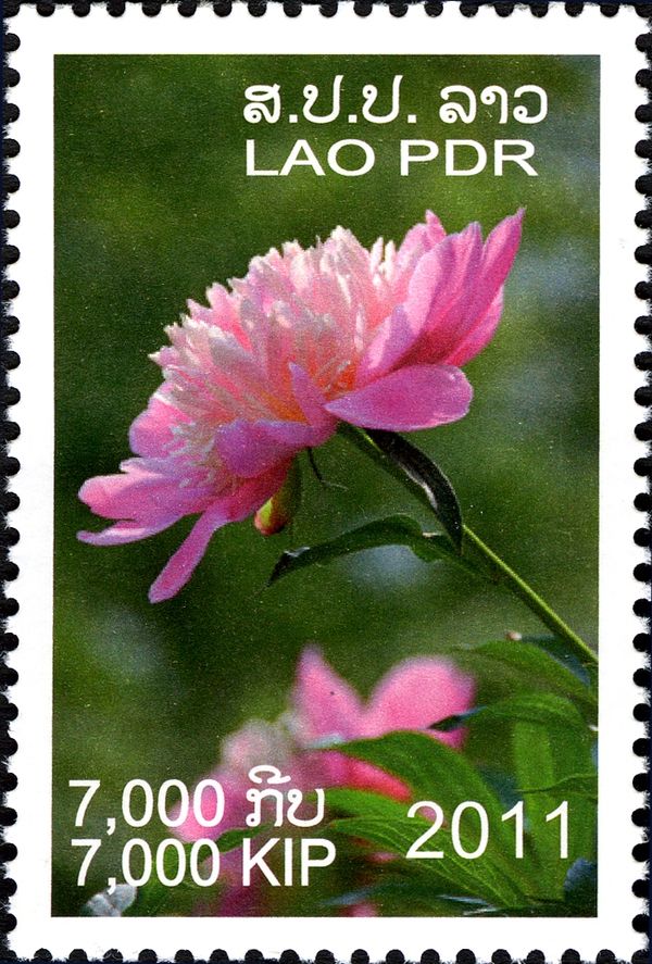 Peony