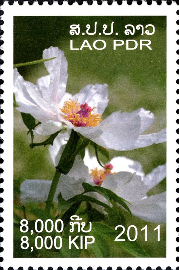 Peony