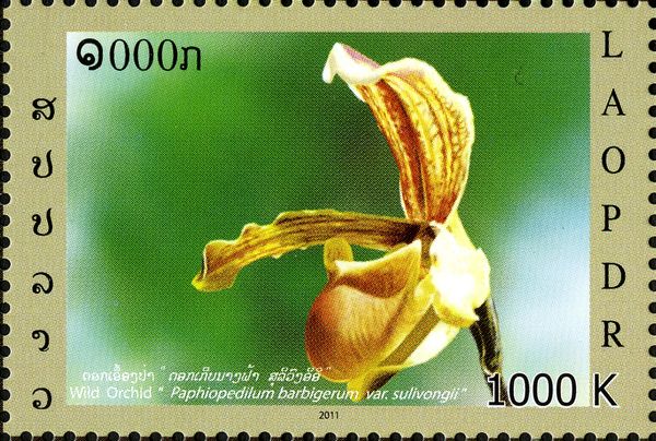 Paphiopedilum barbigerum