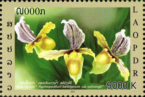 Paphiopedilum barbigerum