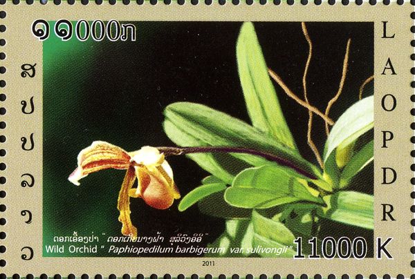 Paphiopedilum barbigerum