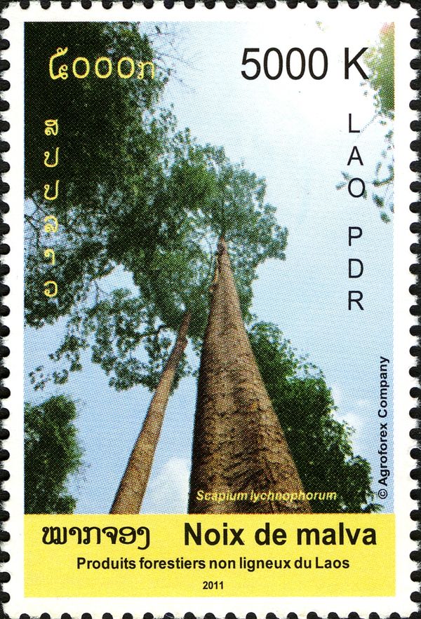 NWFPs in Laos