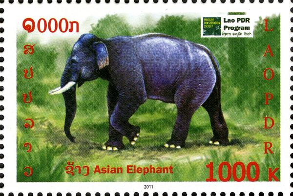 Asian Elephant (Elephas maximus)
