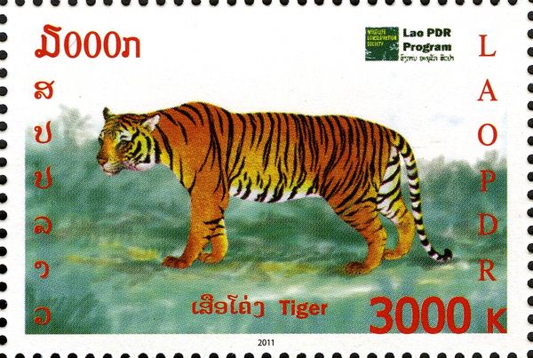 Tiger (Panthera tigris)