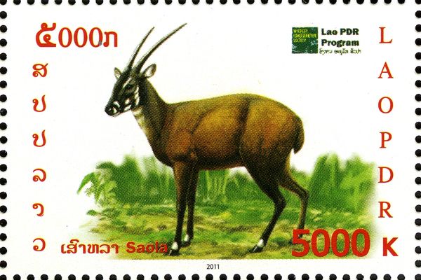 Saola (Pseudoryx nghetinhensis)