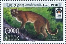 Asian Golden Cat (Catopuma temminckii)