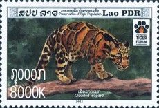 Clouded Leopard (Neofelis nebulosa)