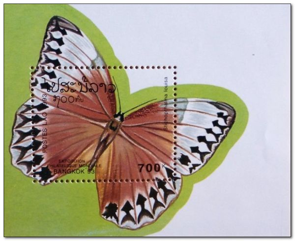 Siamese Junglequeen (Stichophthalma louisa )