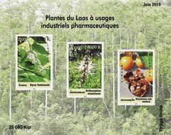 Aromatic plants