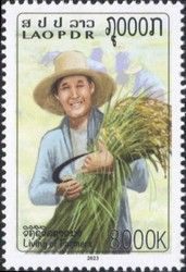 Harvesting Rice