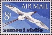 Red-tailed Tropicbird (Phaethon rubricauda)