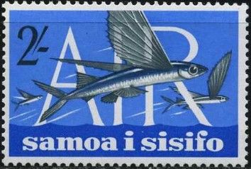 Flying Fish (Cypselurus sp.)
