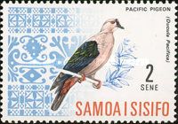 Pacific Pigeon (Ducula pacifica)
