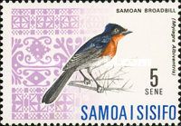 Samoan Flycatcher (Myiagra albiventris)