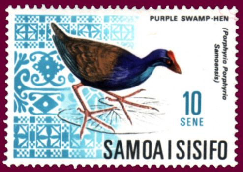 Purple Swamphen (Porphyrio porphyrio samoensis)