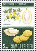 Breadfruit (Artocarpus communis)