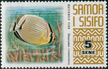 Melon Butterflyfish (Chaetodon trifasciatus)