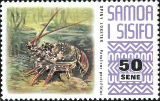 Pronghorn Spiny Lobster (Palinurus penicillatus)