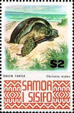 Green Sea Turtle (Chelonia mydas)