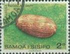 Isabella Cowry (Cypraea isabella)