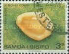 Money Cowry (Cypraea moneta)