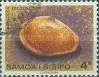 Eroded Cowry (Cypraea erosa)