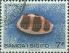 Banded Cowrie (Cypraea asellus)