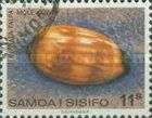 Mole Cowry (Capraea talpa)