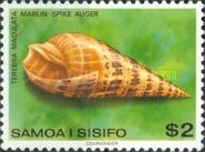 Marlinspike Auger (Terebra maculata)