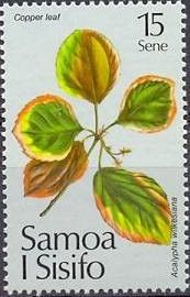 Copper Leaf (Acalypha wilkesiana)