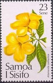 Allamanda cathartica