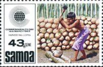 Harvesting copra