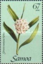 Glomera montana