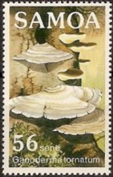 Ganoderma tornatum