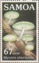Mycena chlorophos