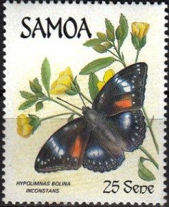 Great Eggfly (Hypolimnas bolina ssp. inconstans)
