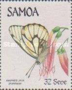 Common White (Anapheis java sparrman)