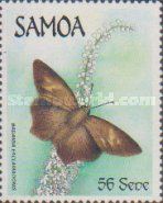 Brown Awl (Badamia exclamationis)