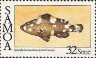 Spotted Grouper (Epinephalus maculatus)