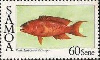Lunartail Grouper (Variola louti)