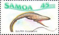 Gulper Eel (Eurypharynx pelecanoides)