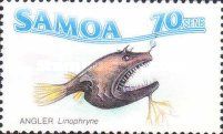 Thick-branch Angler (Linophryne densiramus)